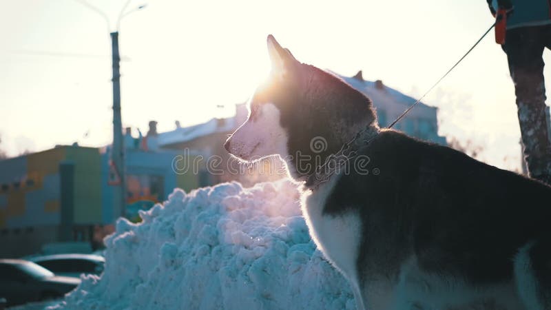 狗在一条皮带的品种爱斯基摩在雪的冬天在城市